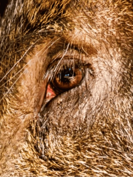 Approche sur sangliers