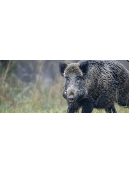 Approche aux sangliers à Courtivron