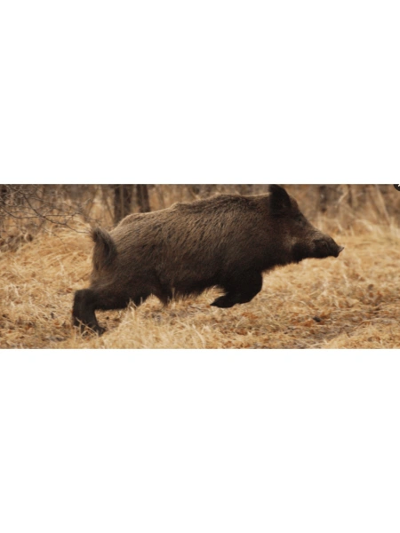 Battue aux sangliers au Domaine de la Cerisaille