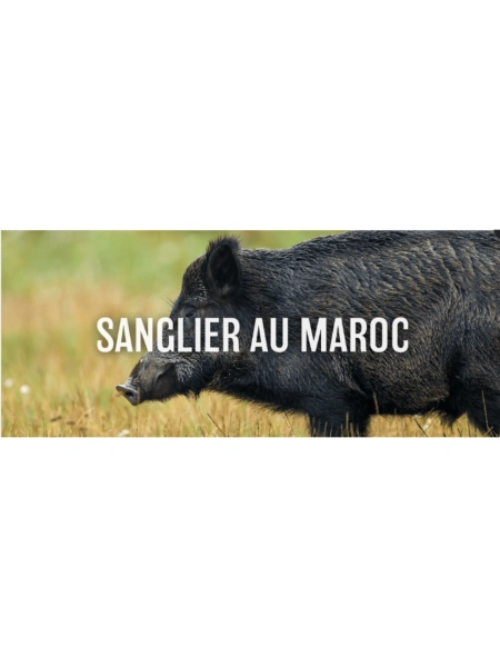 Sanglier au Maroc
