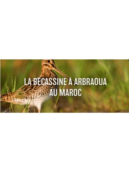 La bécassine à Arbraoua au Maroc