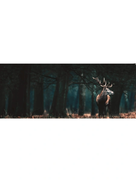 Cervidés au domaine de Boutissaint