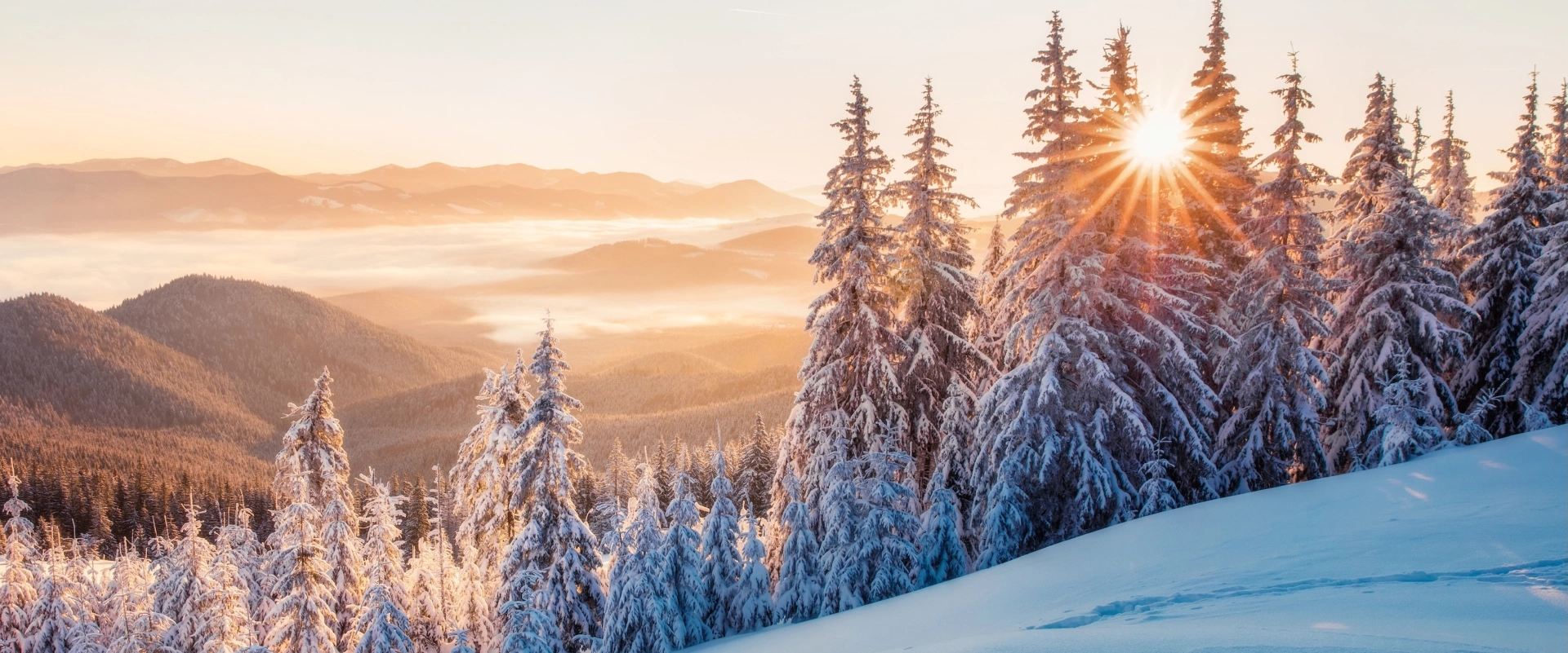 Les secrets du sapin de Noël