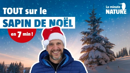 Les secrets du sapin de Noël