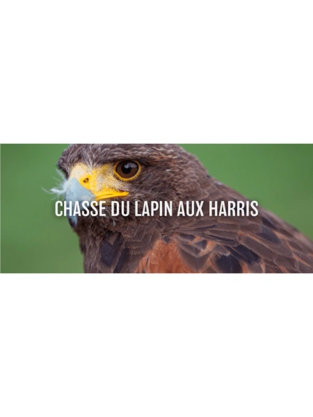Chasse du lapin aux Harris
