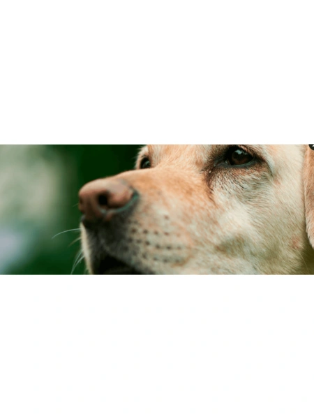 Le Labrador retriever