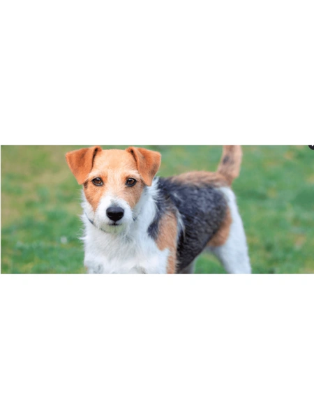 Le Parson Russell Terrier