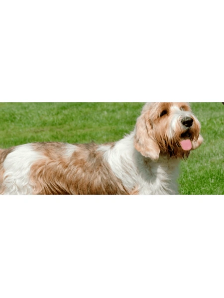 Le petit Basset griffon Vendéen