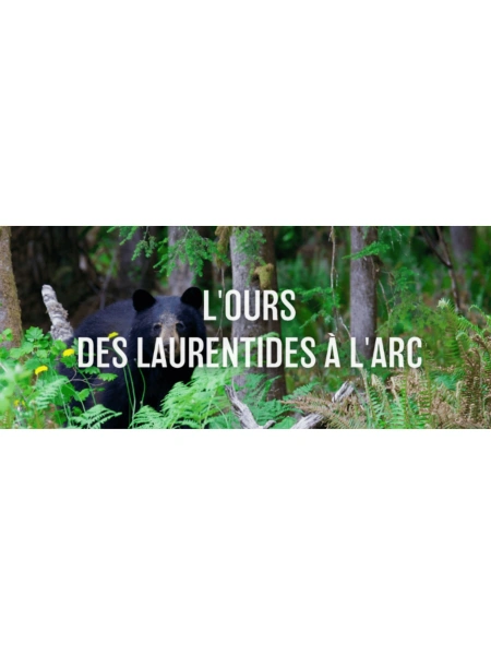 L'ours des Laurentides à l'arc