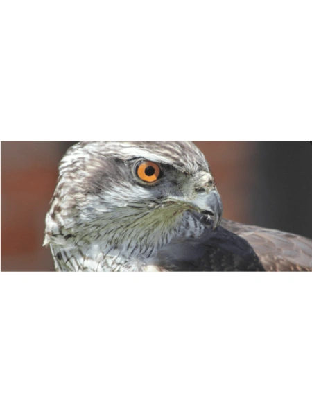 Festival de l'épervier à El Haouaria