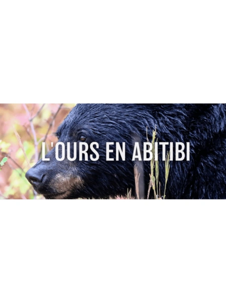 L'ours en Abitibi