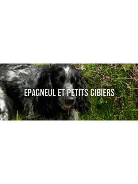 Epagneul et petits gibiers