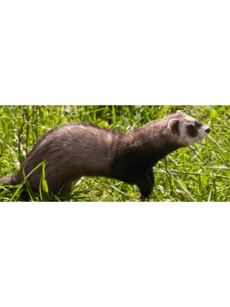 Lapin au furet en Bretagne