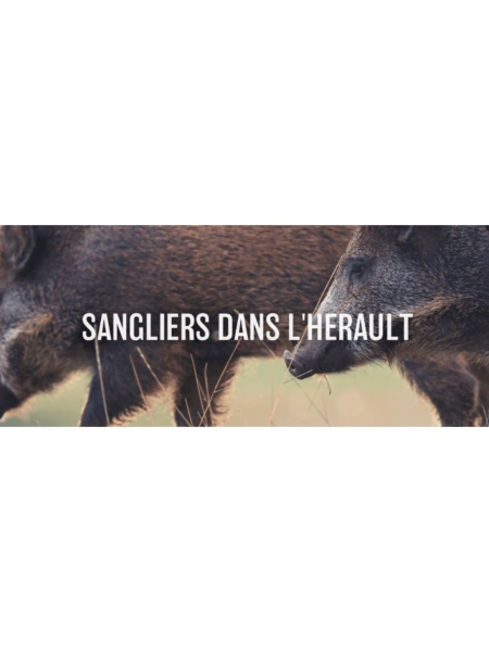 Sangliers dans l'Hérault