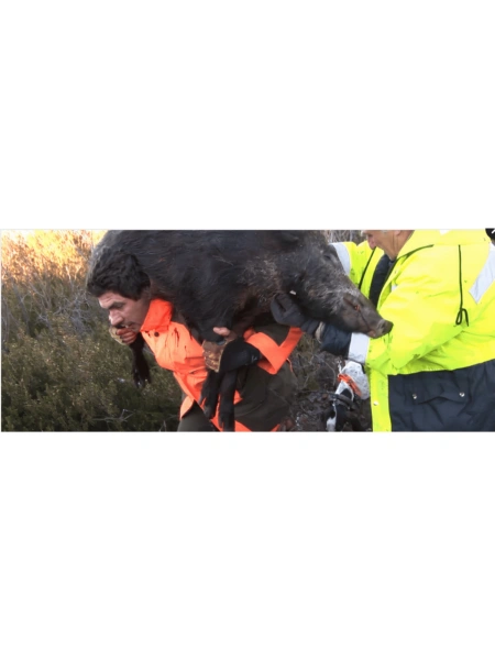 Sangliers : Entre Cévennes et Garrigues
