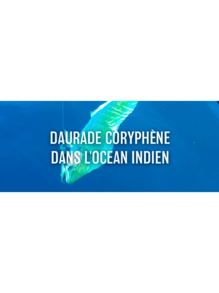 Daurade coryphène dans l'océan Indien