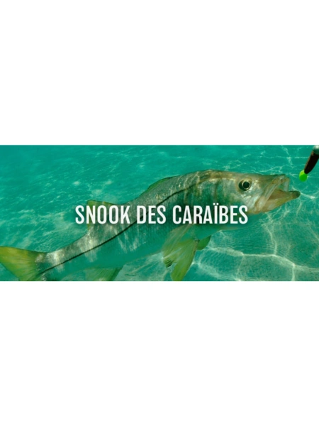 Snook des Caraïbes