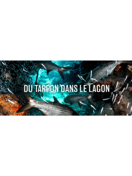 Du tarpon dans le lagon