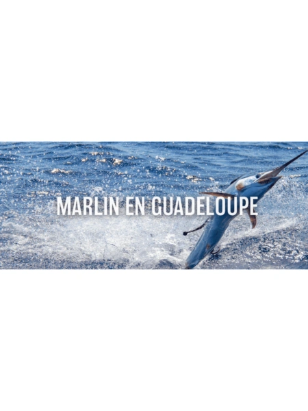 Marlin en Guadeloupe
