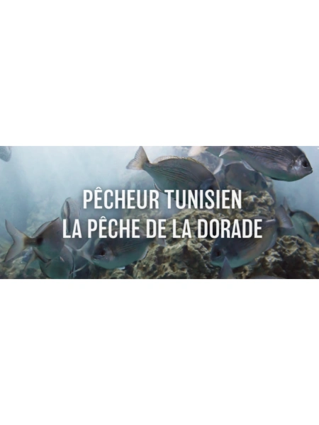 Pêcheur Tunisien - La pêche de la dorade