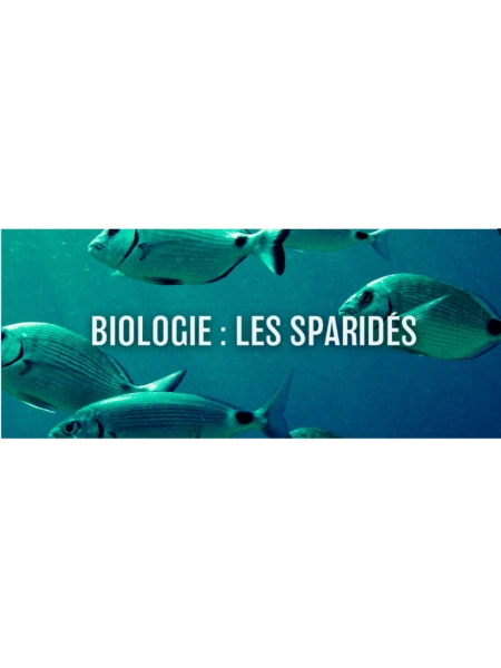 Biologie : Les sparidés