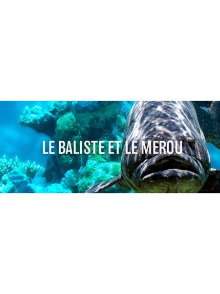 Le baliste et le mérou