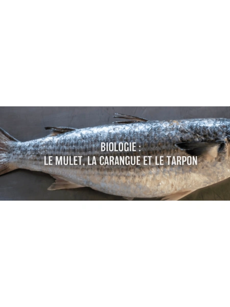 Biologie : Le mulet, la carangue et le tarpon