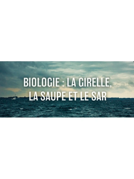 Biologie : La Girelle, la Saupe et le Sar
