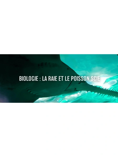 Biologie : La raie et le poisson scie
