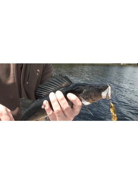 Carnassier à la cuillère