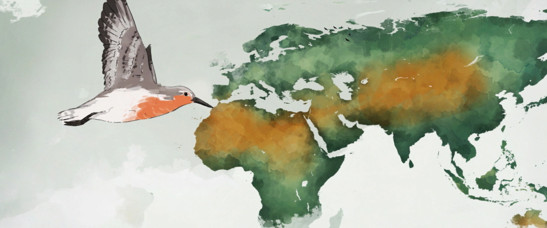 Le mystérieux voyage des oiseaux de rivage