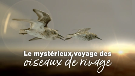 Le mystérieux voyage des oiseaux de rivage