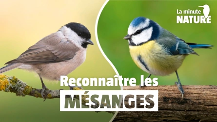 6 mésanges à reconnaître à coup sûr