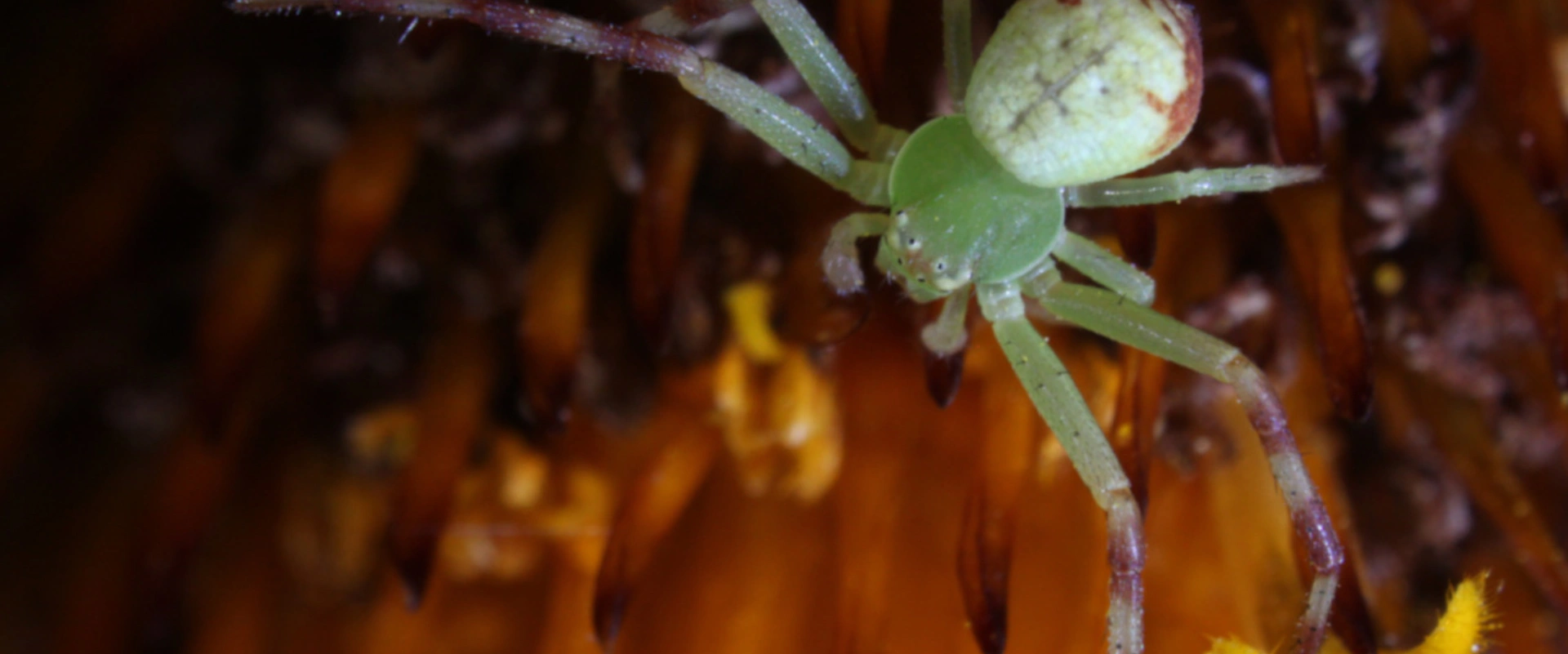 Superspider, le règne de l'araignée
