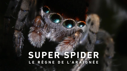 Superspider, le règne de l'araignée