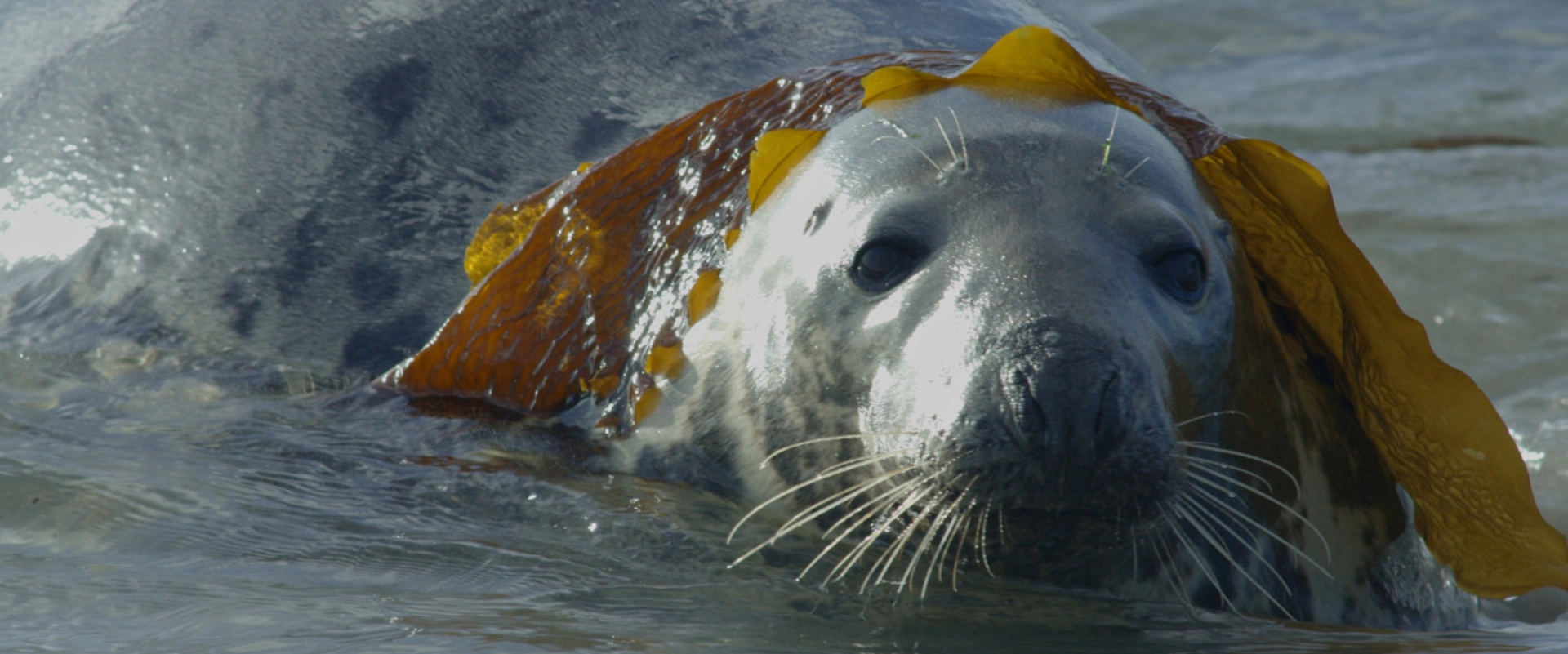 Phoques gris, les nouvelles odyssées