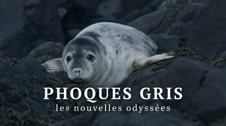 Phoques gris, les nouvelles odyssées