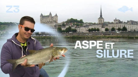 Aspe et silure les nouveaux carnassiers