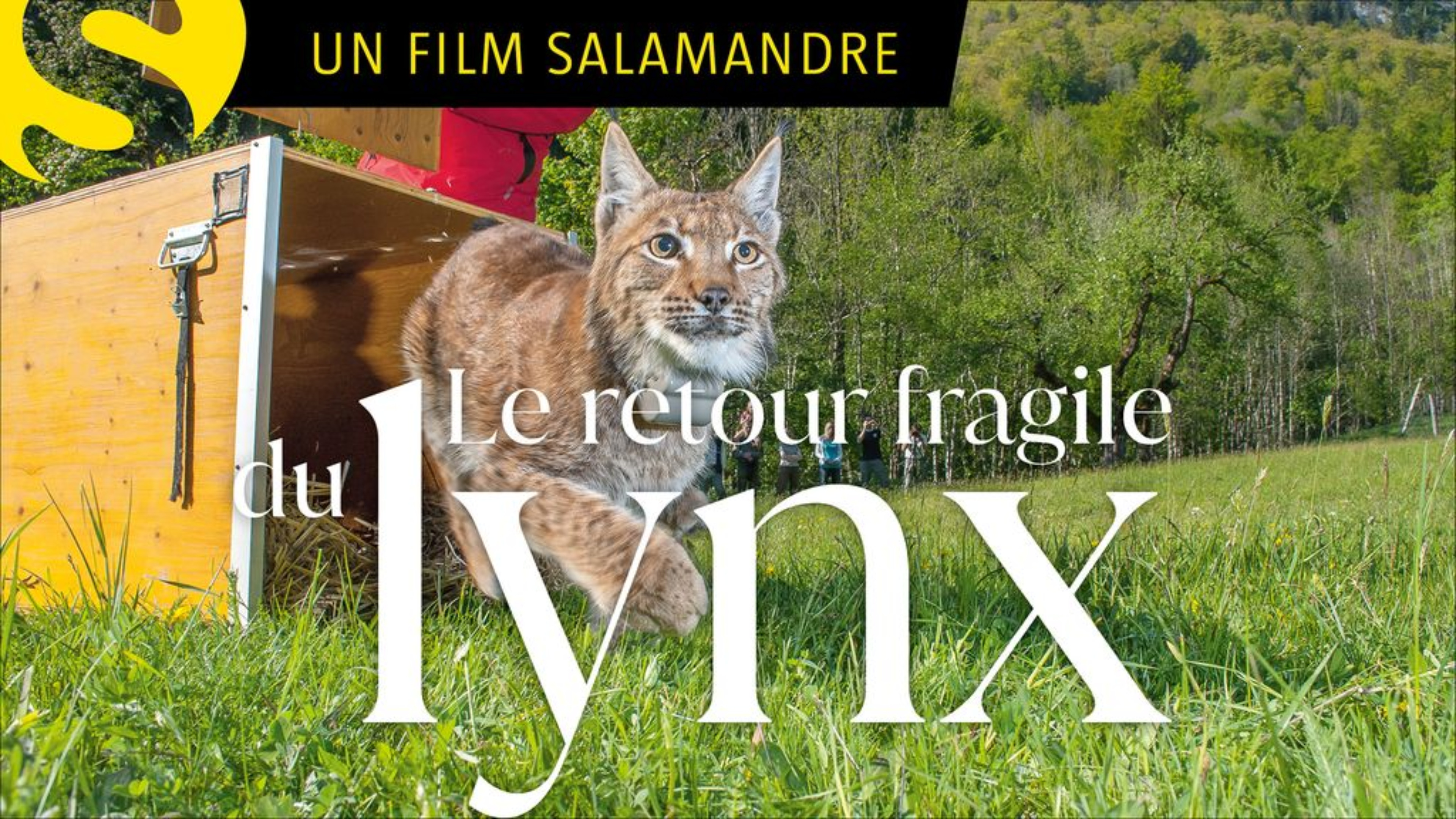 Le retour fragile du Lynx