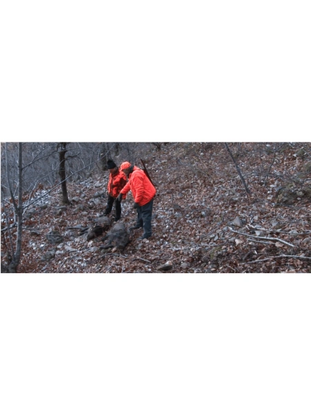 Les sangliers de Sumène