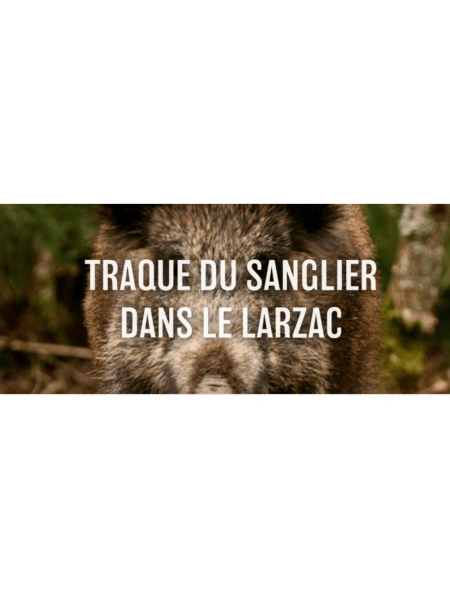 Traque du sanglier dans le Larzac