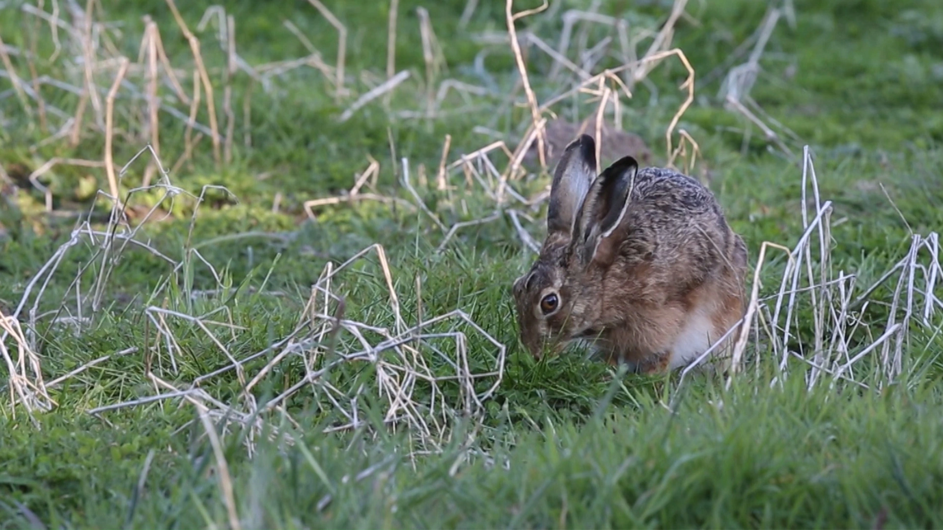 Lievre le retour du capucin