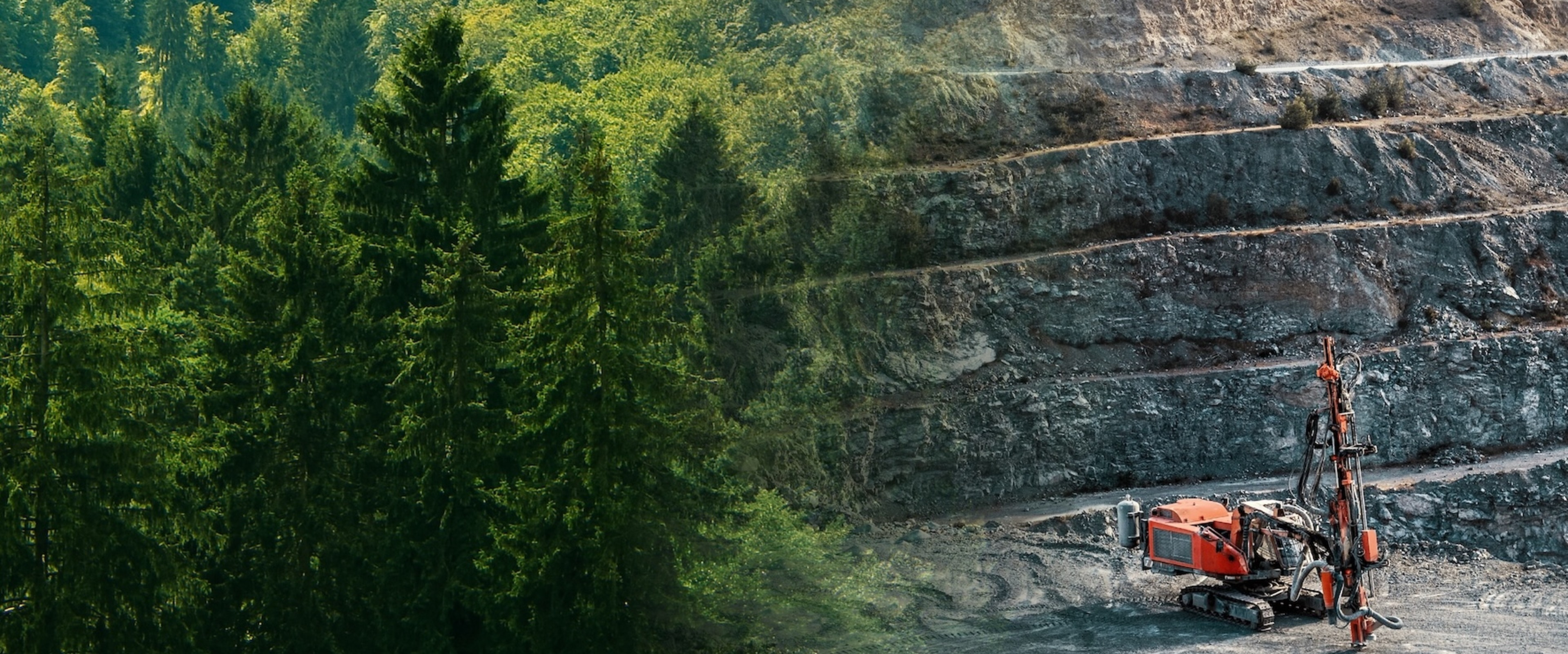 La forêt de mon enfance va être RASÉE !