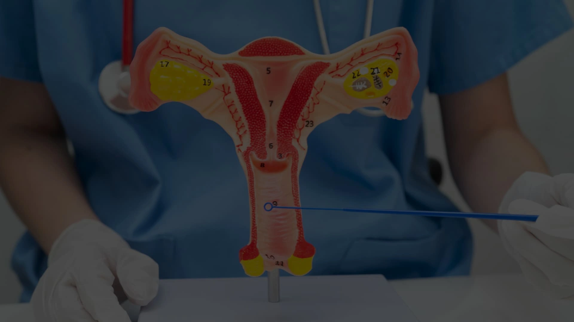 Le microbiote vaginal