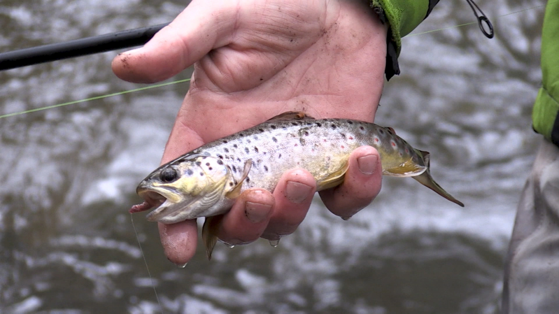 Truites : secrets de passionnés