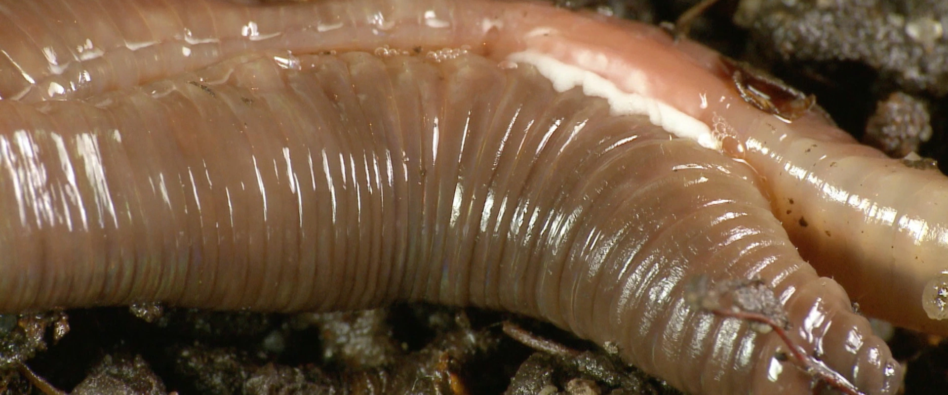 Voyage sous nos pieds, l'épiderme de la Terre
