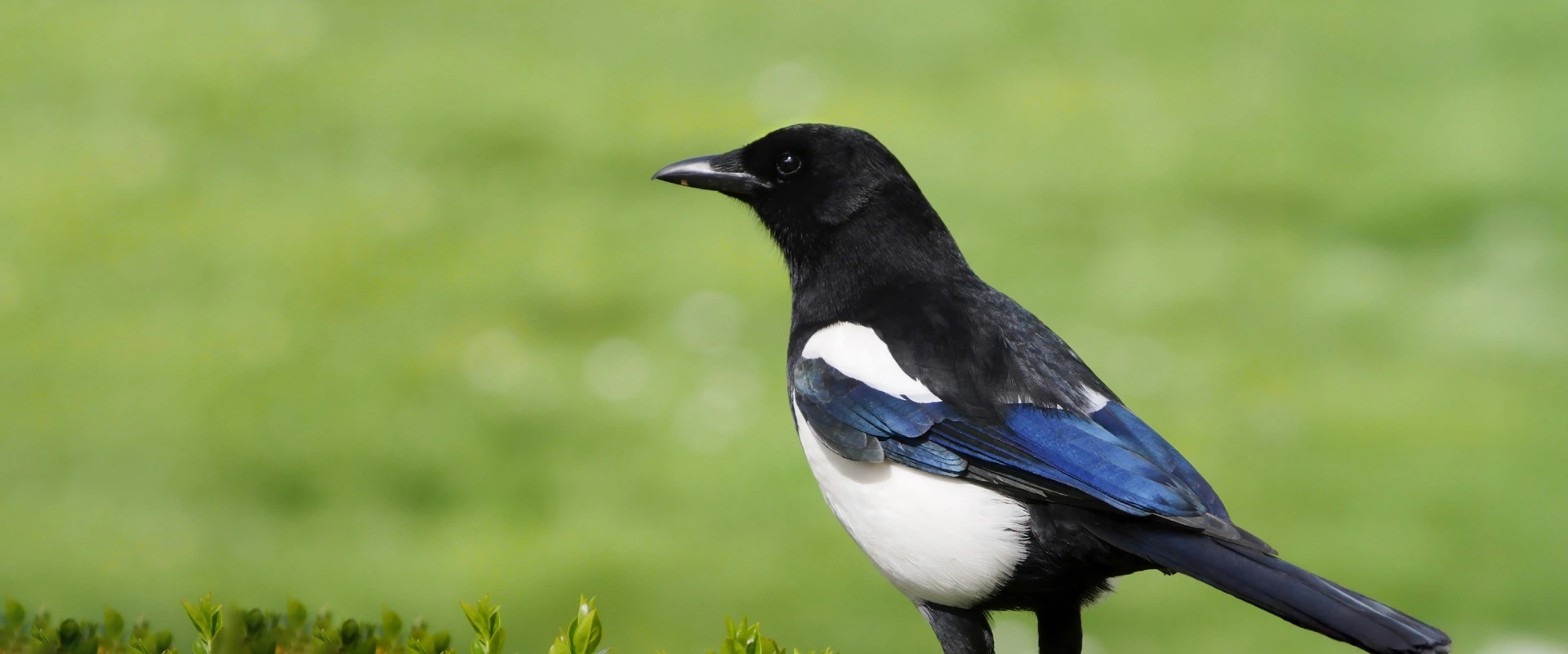 La pie, vraiment voleuse ?