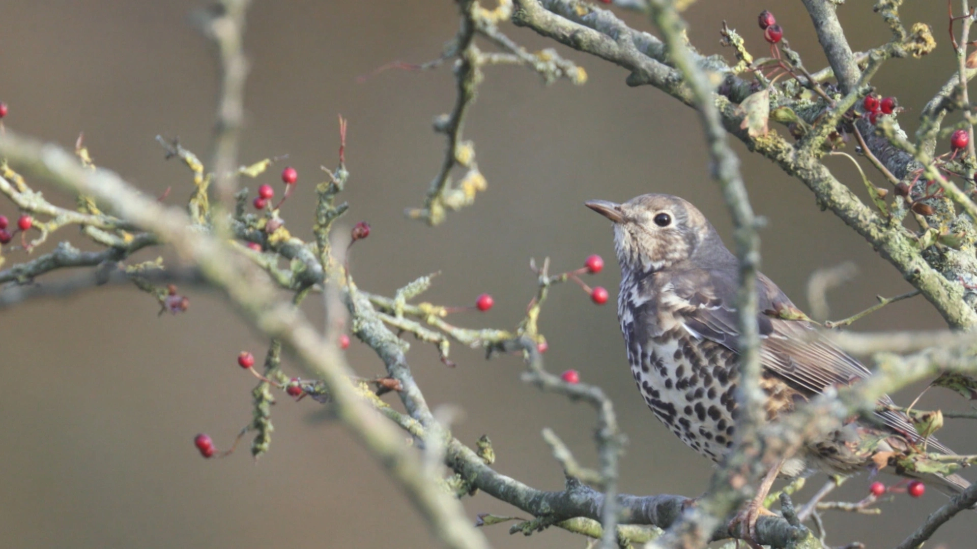Grives : la passion du sud