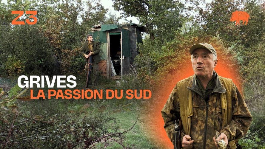 Grives : la passion du sud
