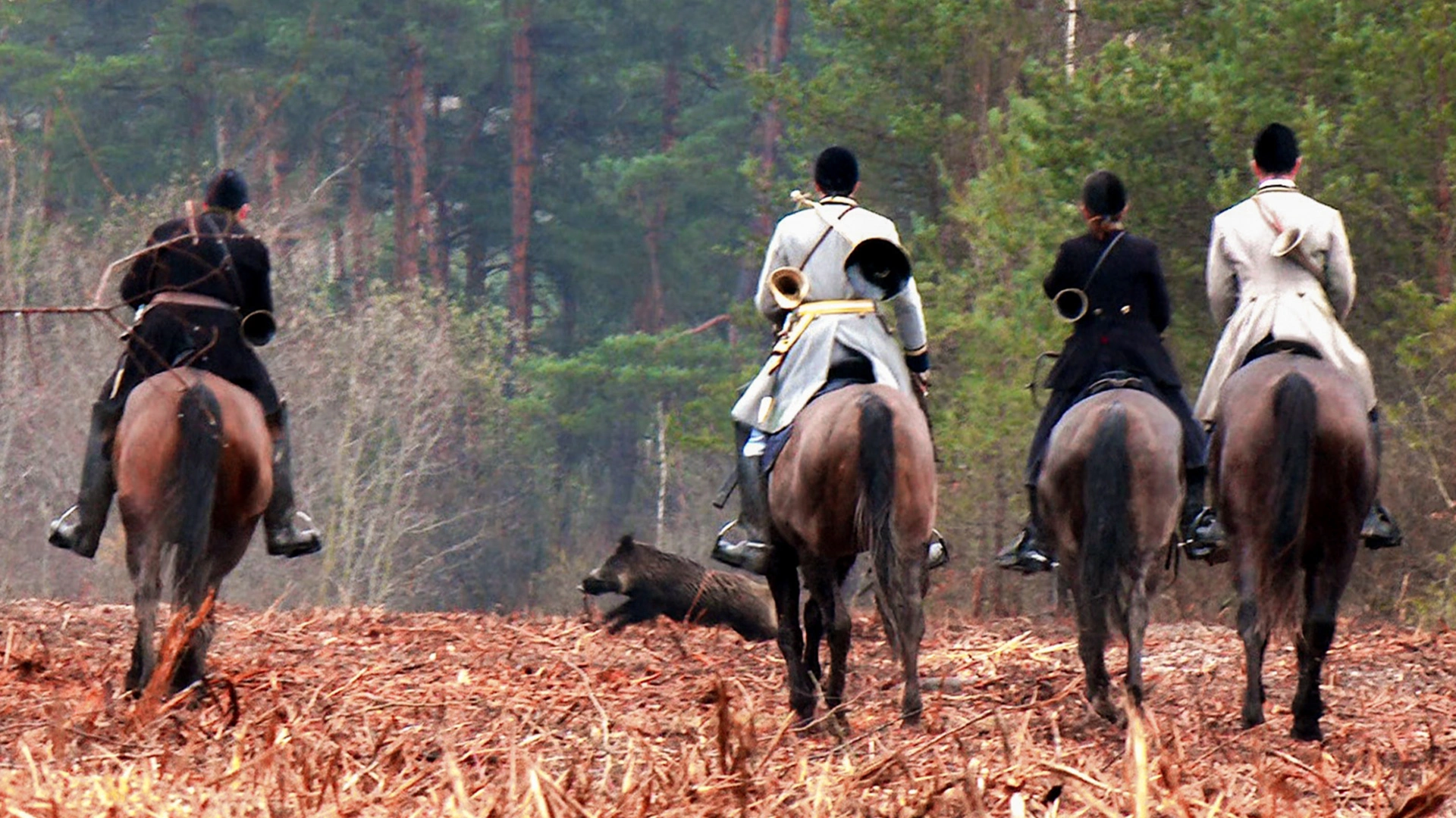 Chasse à courre : vènerie aux sangliers